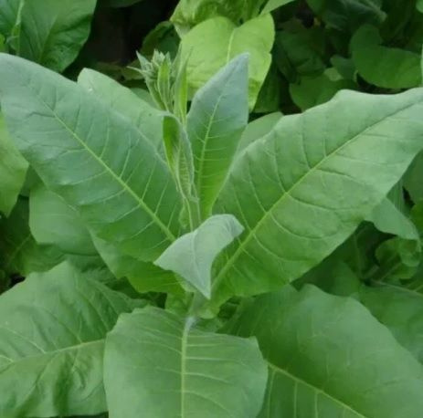 Табак душистый Deodar SEEDS COMPANY Табак1_Ксанти - купить по выгодным ...