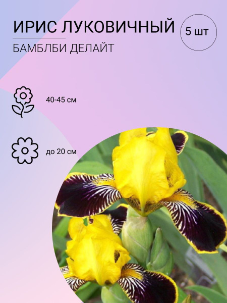 Луковицы Ирисы купить по выгодной цене в интернет-магазине OZON (905624790)