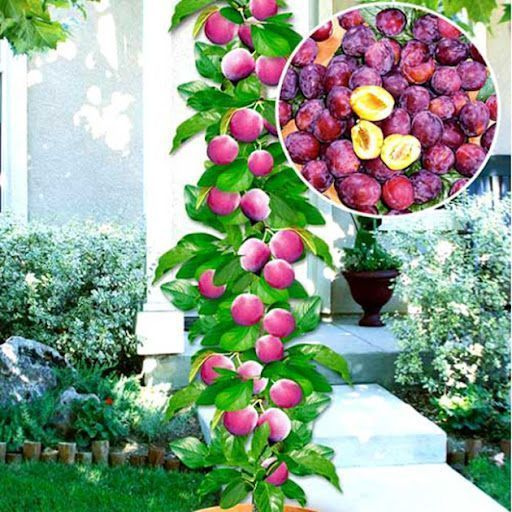 Колоновидные Саженцы Купить В Спб