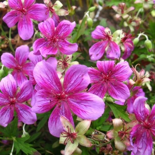 Герань садовая Стармен - купить с доставкой по выгодным ценам в ...