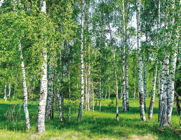 Березы фото высокого Моющиеся виниловые фотообои Березовый лес, 350х270 см - купить по выгодной цене 