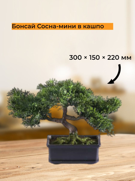 Купить Бонсай Сосна-мини в кашпо, в22 см по выгодной цене в интернет ...