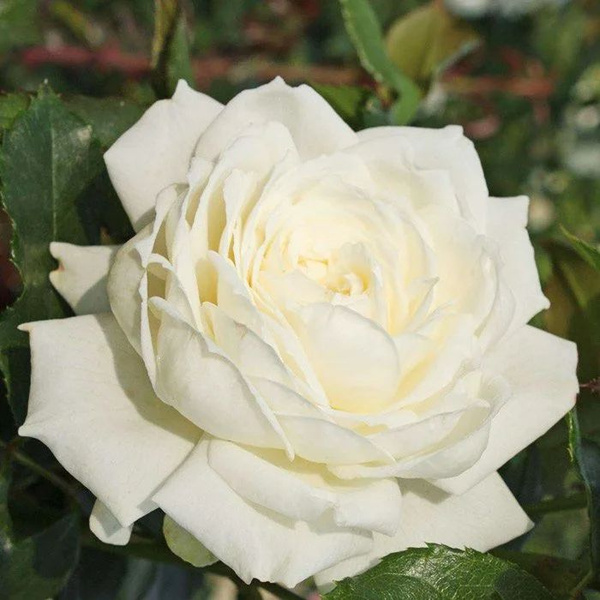 Роза Аляска Плетистая - 51 фото