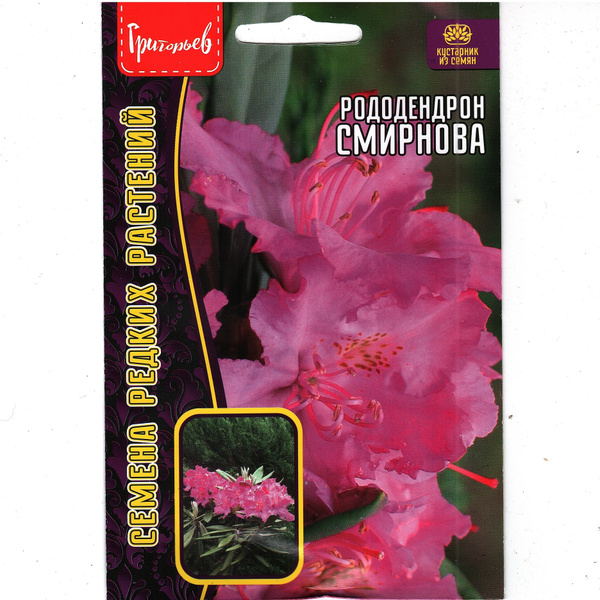 Рододендроны, Азалия Григорьев многолетник_1_розовый_зеленый - купить ...