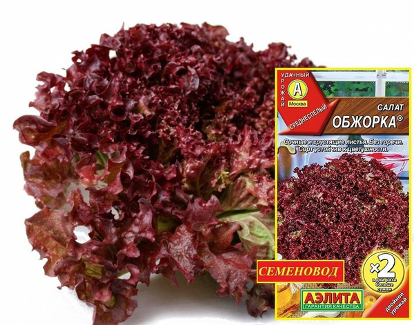 Салат Аэлита Салат__Салат Обжорка листовой - Оочень вкусный и красивый ...