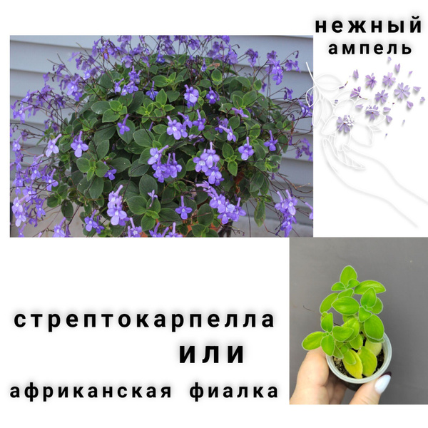 Стрептокарпелла.Нежный ампель. - купить с доставкой по выгодным ценам в ...