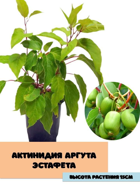 Актинидия аргута Эстафета (Ж) - купить с доставкой по выгодным ценам в ...