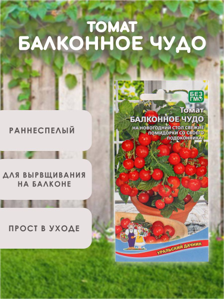 Томаты Уральский дачник Чери помидоры_Томат балконное чудо - купить по ...