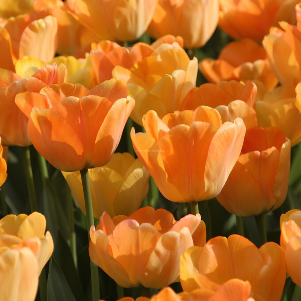 Tulip 'Oxford Elite' Tulips, Bulb flowers, Longfield gardens