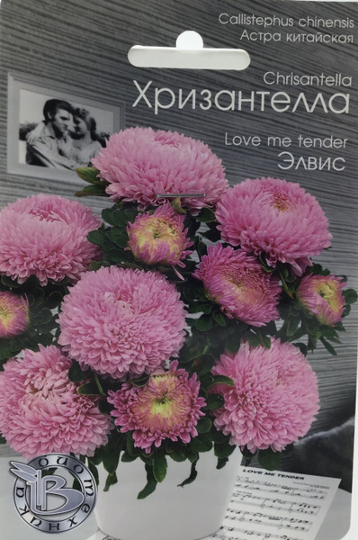 Биотехника Астра китайская Хризантелла Элвис - купить по выгодным ценам ...