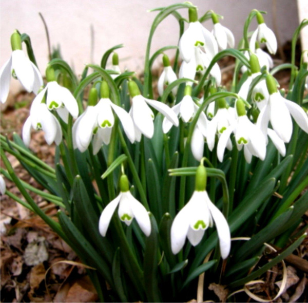 Подснежник Галантус - Galanthus (луковицы для посадки 5 шт)/ клубни ...