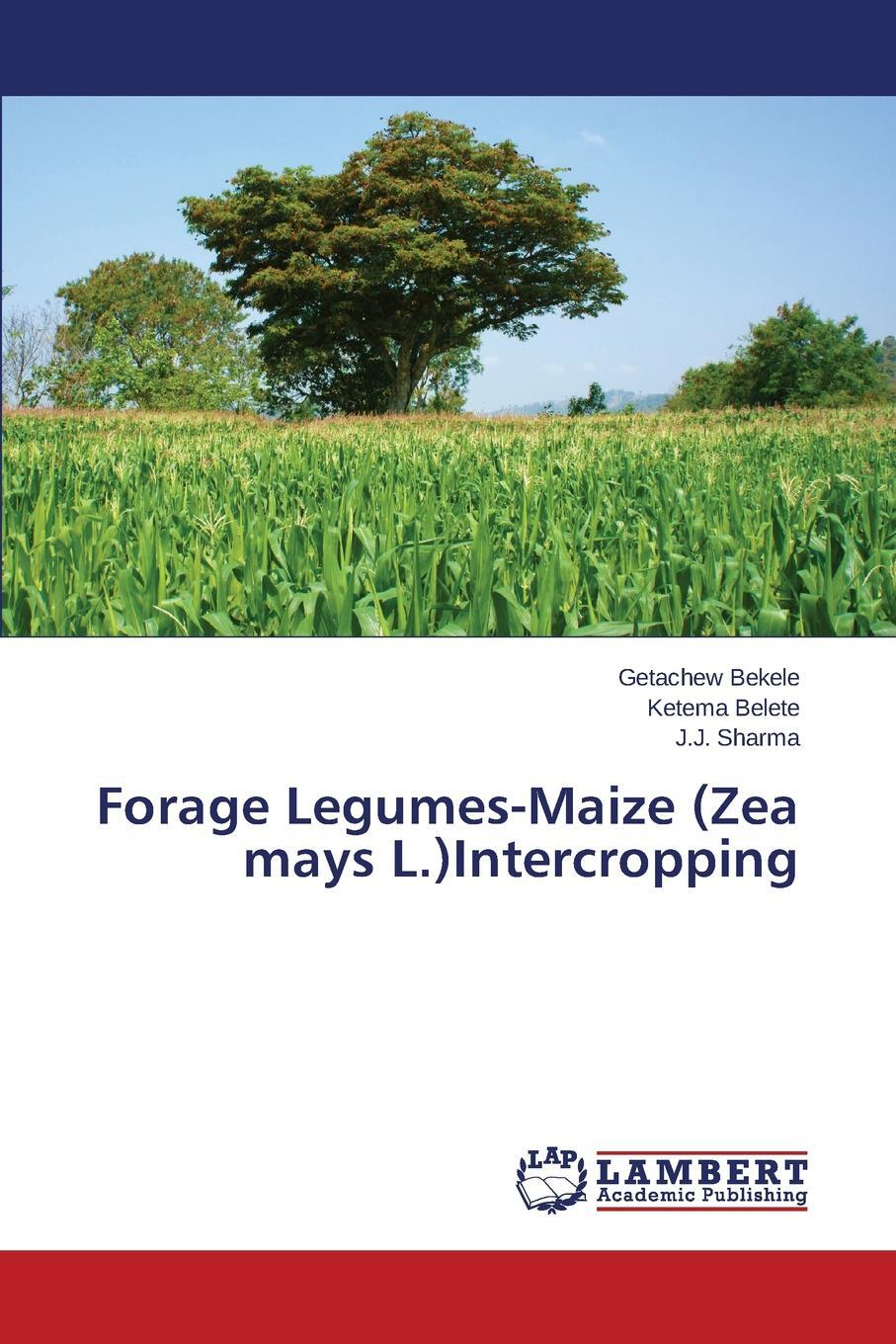 фото Forage Legumes-Maize (Zea mays L.)Intercropping