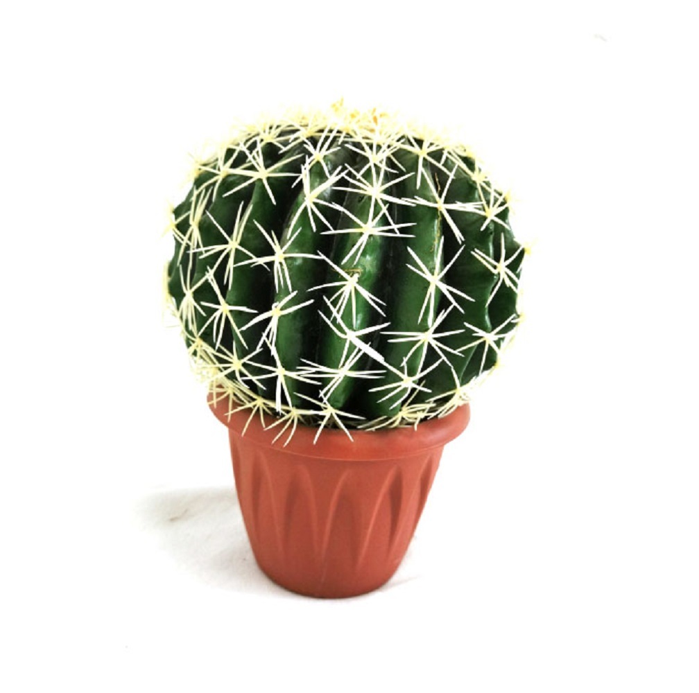 Кактусы Купить Интернет Магазин Недорого
