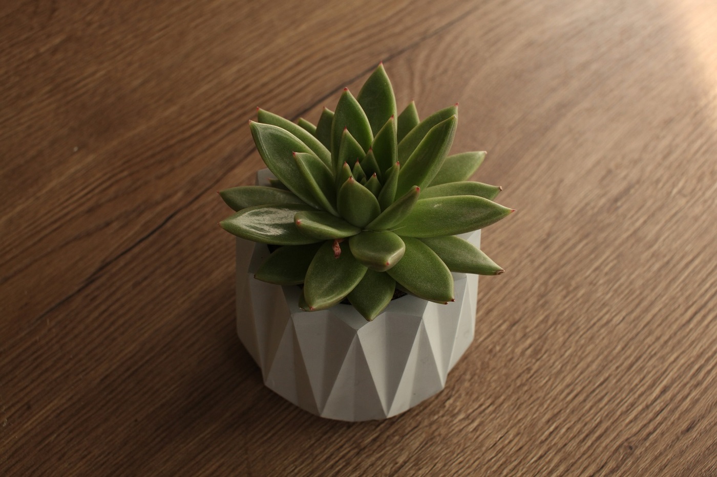 Кашпо буква. Суккуленты в рамке на стену. Кашпо для цветов в форме гор. Кашпо буква. Буквы в горшке.