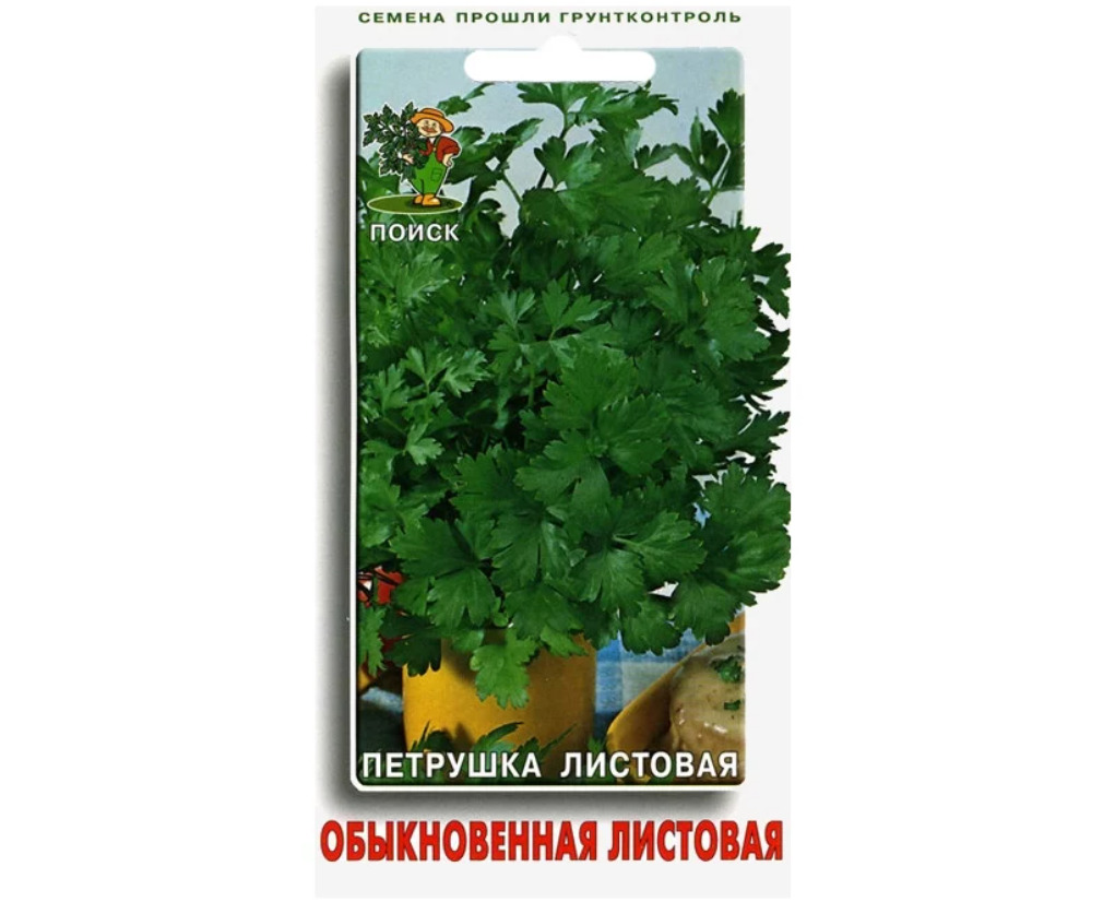 Петрушка обыкновенная листовая описание сорта фото