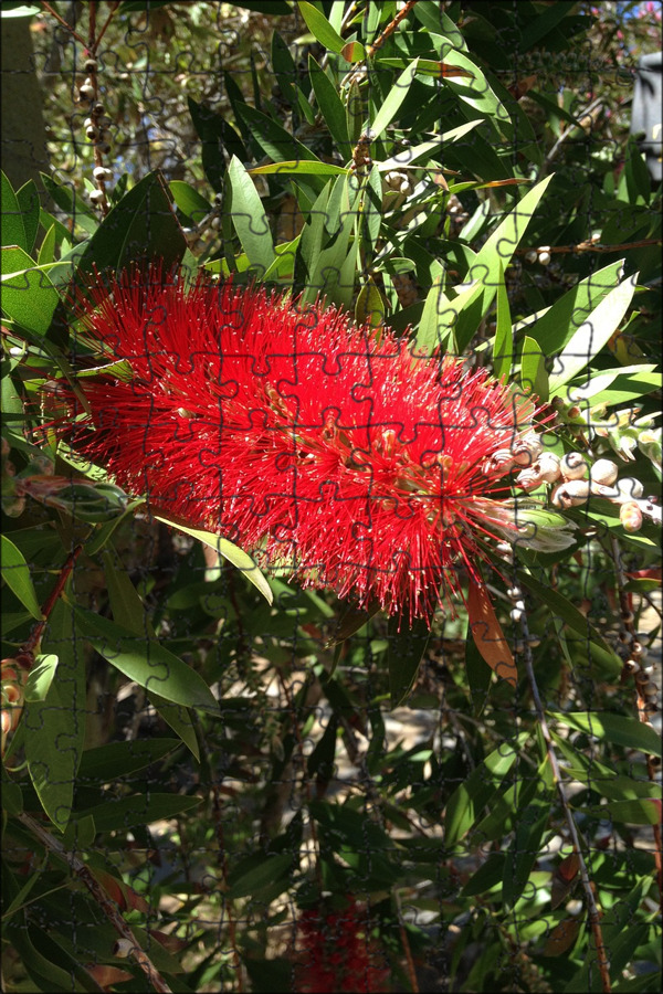 Bottle Brush растение