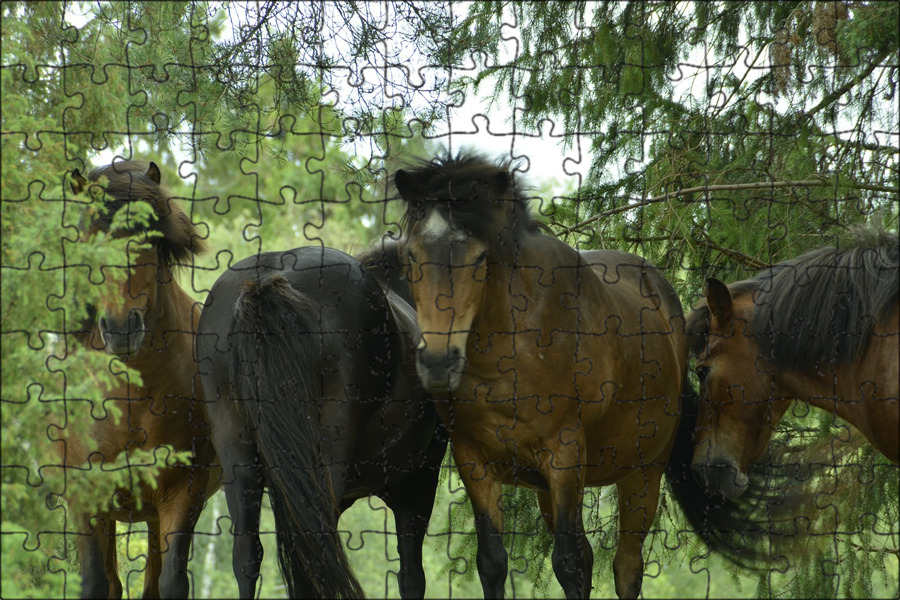 HORSES, WILD, PHOTOGRAPHY Pferdefotografie, Appaloosa pferde, Wiebke haas