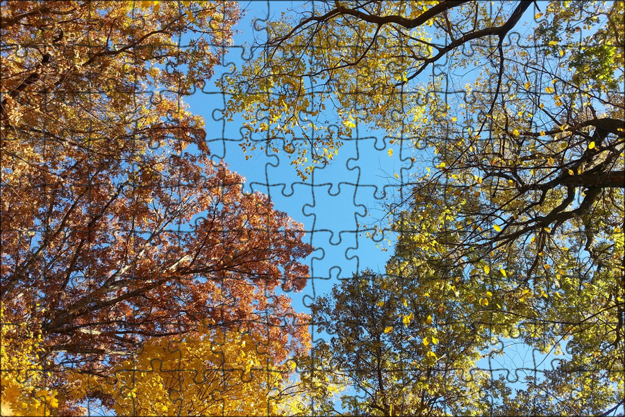 Макушка осени. Осень верхушки деревьев. Вид из окна на осенний лес. Оранжевое дерево. Доброе утро картинки осенние.