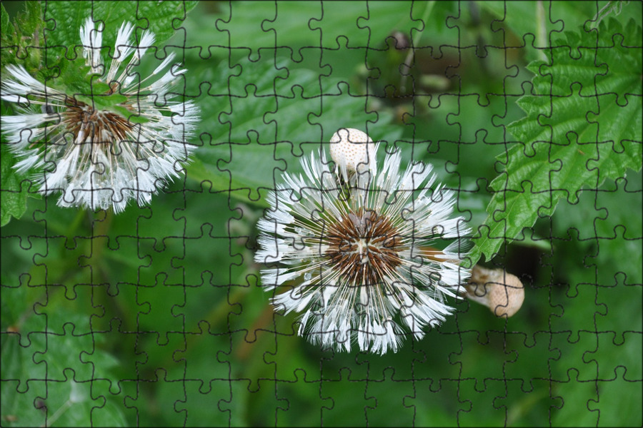 Клевер ползучий (кашка белая). Молочай окаймленный маргината. Растение с белым семенами. Семена белых растений. Растение с белым семенами.