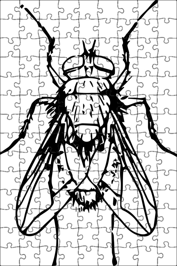 Bugs flies