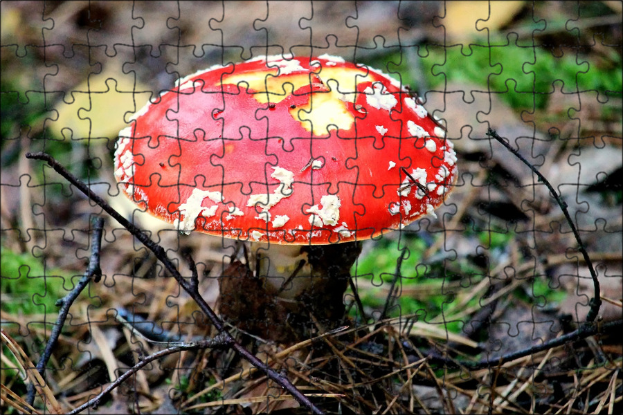 Flying agaric