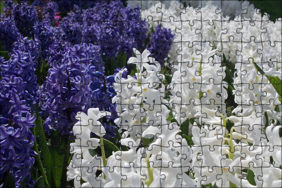 Луковицы Гиацинт Мир семян купить по выгодной цене в интернет-магазине OZON (116