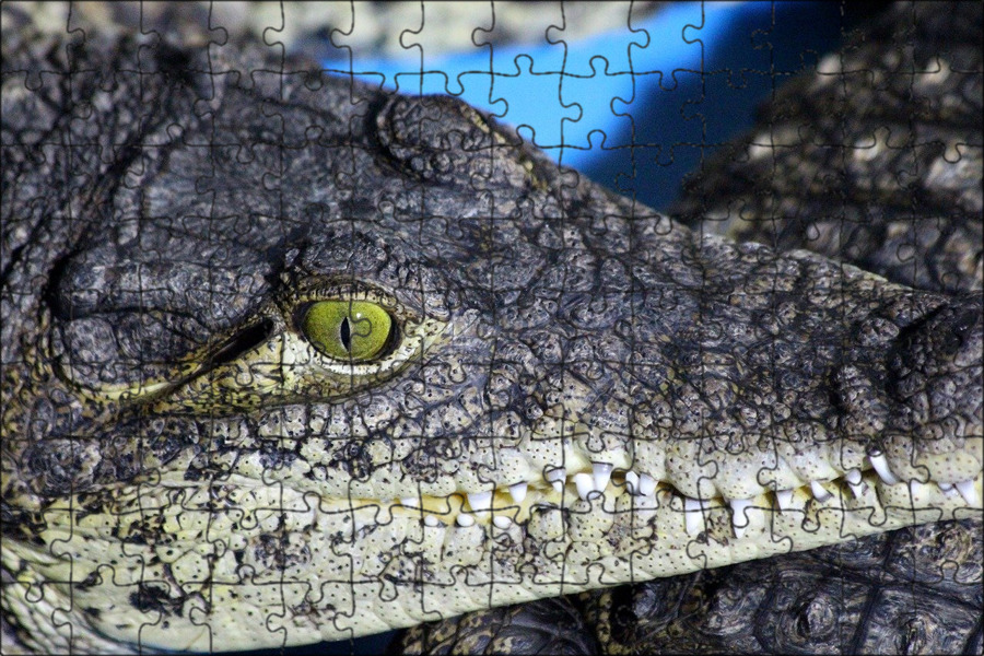 Глаза крокодила фото West African Dwarf Crocodile's Eye