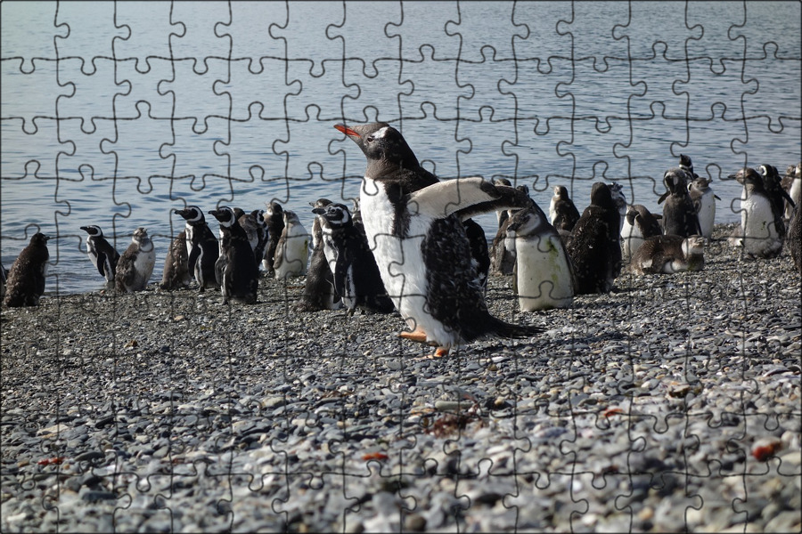 Значение пингвинов в природе. Патагония пингвины. Аргентина море. Пингвин на море в Аргентина.