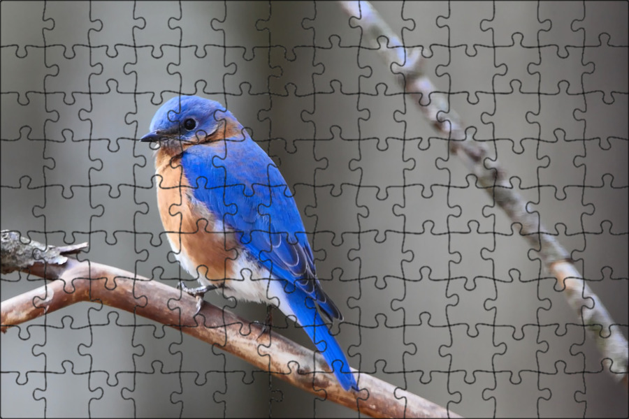 Большие голубые птицы. Восточная сиалия (sialia sialis). Голубая горная сиалия. Лазоревая птица. Синий дрозд.