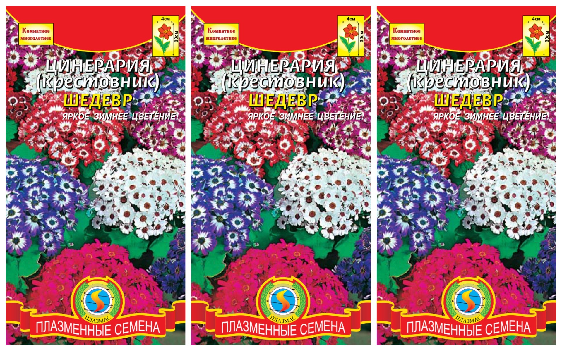 Цинерария Гибридная Купить Семена