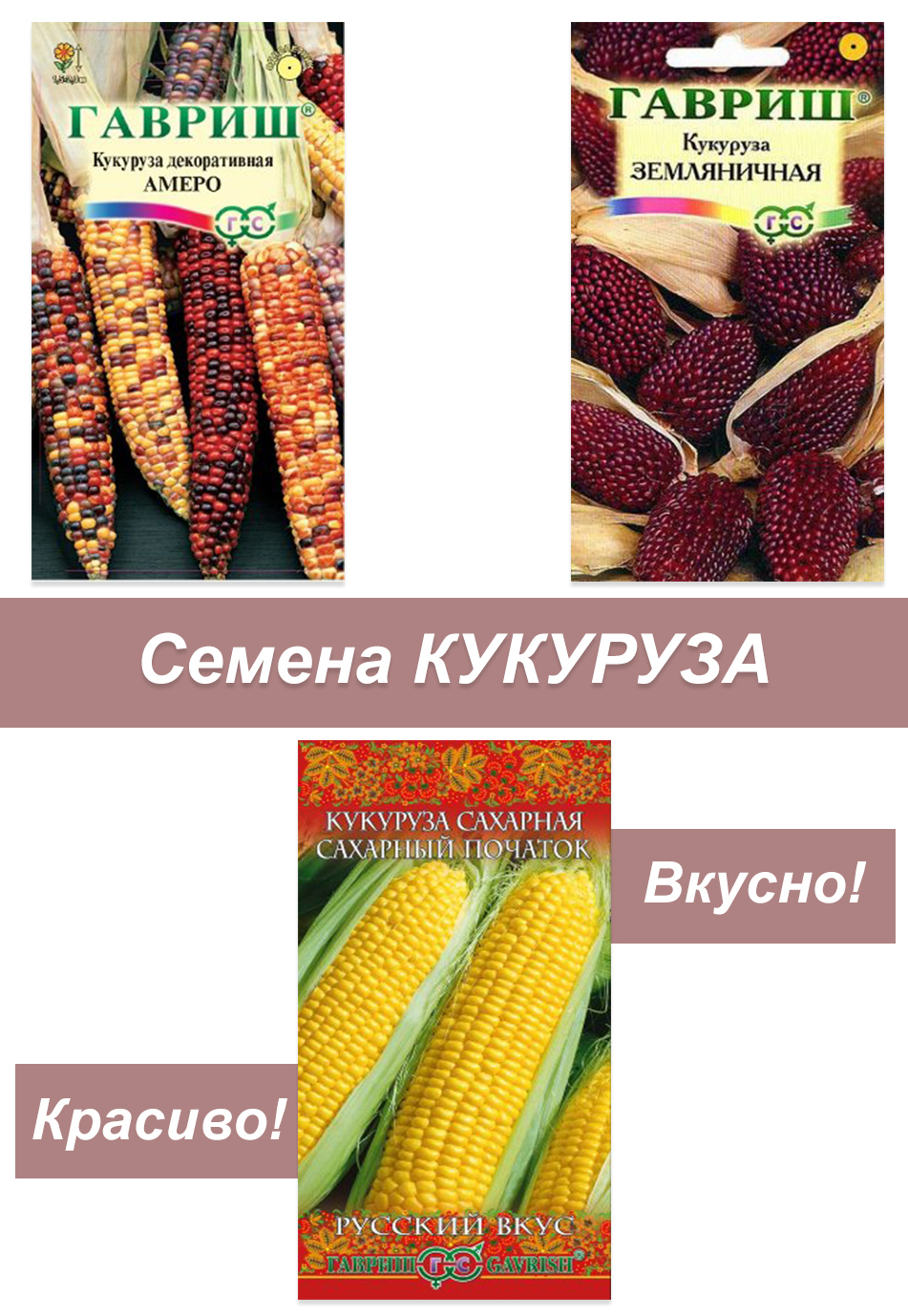 Декоративная кукуруза пестрая лента фото