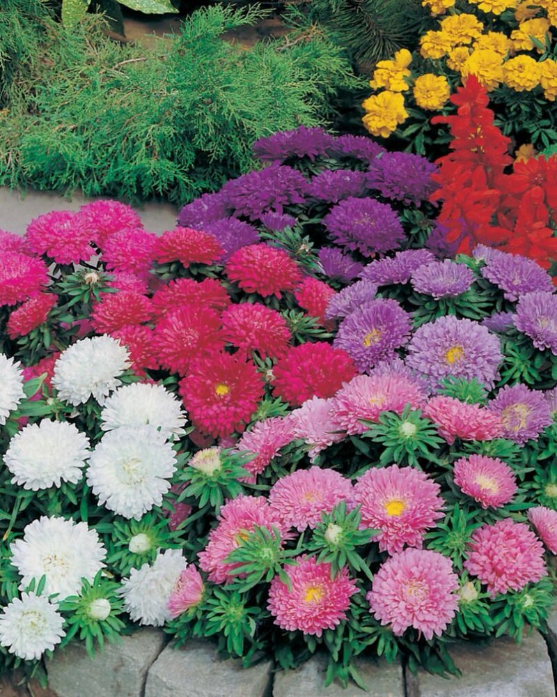 Фото цветов и название для сада