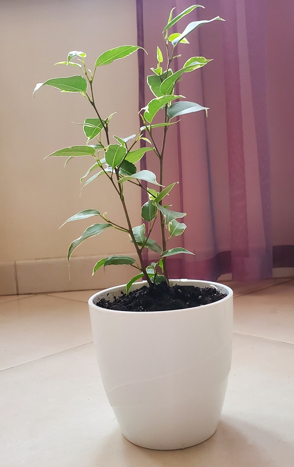 Фикус зеленый, 13 дм, 1 шт - купить по выгодной цене в интернет ...