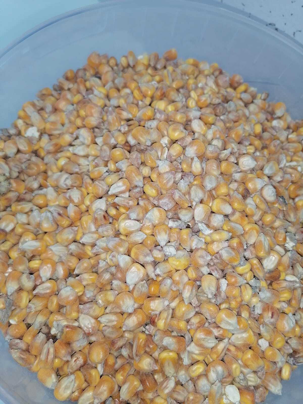 Семена Кормовой Кукурузы Купить