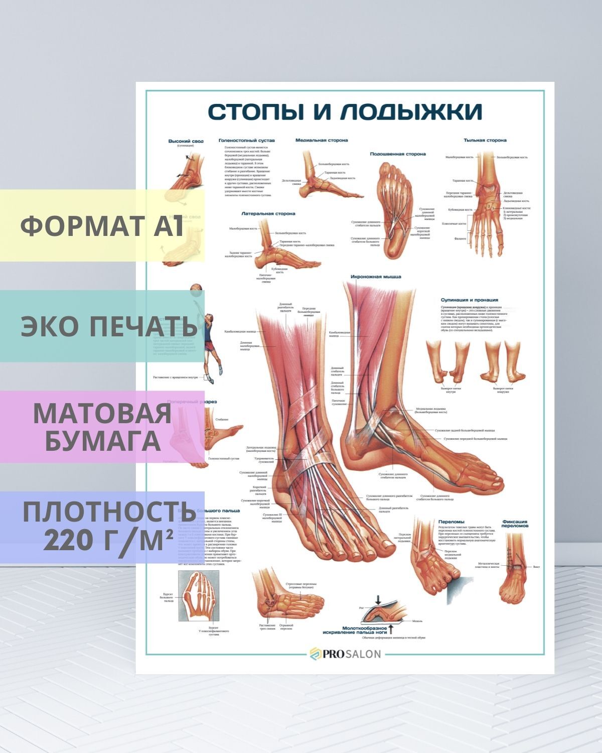 Щиколотка это. Плакаты в кабинет подолога. Стопы и лодыжки плакат. Плакат подолога. Лодыжка на ноге где находится.