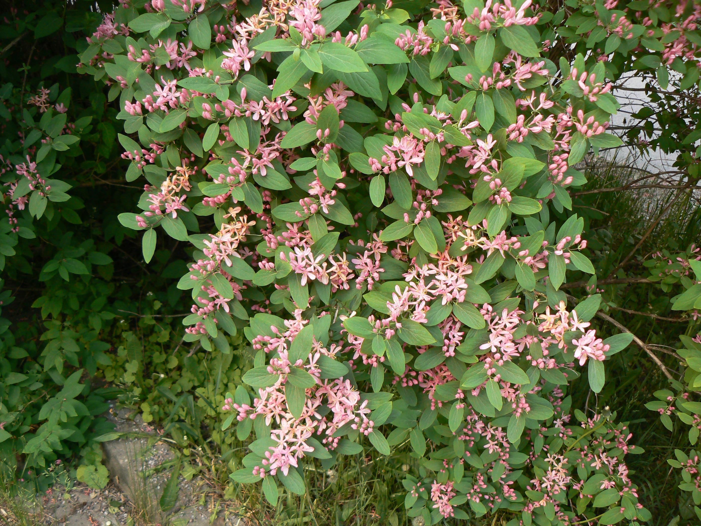 Жимолость Татарская ( Lonicera tataricum)