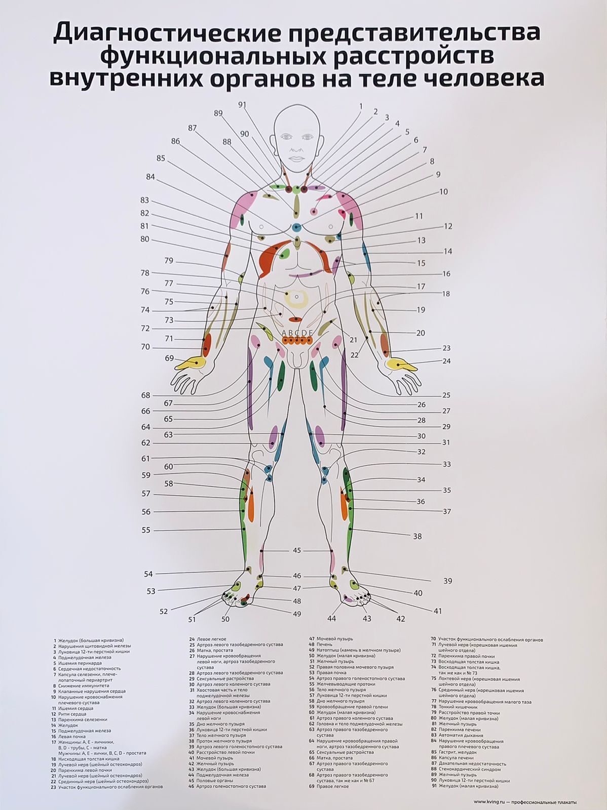Огулов. Диагностические представительства по Огулову. Анатомия жизни и смерти жизненно важные точки на теле человека. Точки боли на теле. Внутренние органы человека схема расположения черно белая.