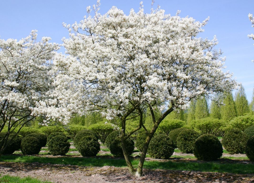 Ирга Ламарка (Amelanchier lamarckii)