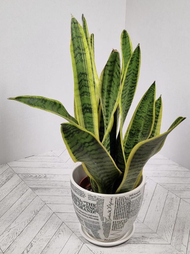 Тещин язык в квартире. Щучий хвост и тещин язык. Сансевьера щучий хвост. Тещин язык в квартире. Сансевиерия аубрутиана грин.