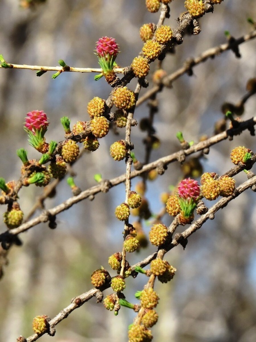 Лиственница сибирская семена. Лиственница Сибирская Larix sibirica. Лиственница Сибирская Larix sibirica семена. Семена лиственницы. Семена лиственницы сибирской.