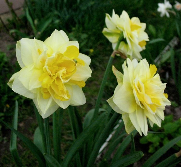 Нарцисс махровый milena. Нарцисс грейт лип. Нарцисс грейт лип. Нарцисс грейт лип. Нарцисс грейт лип.