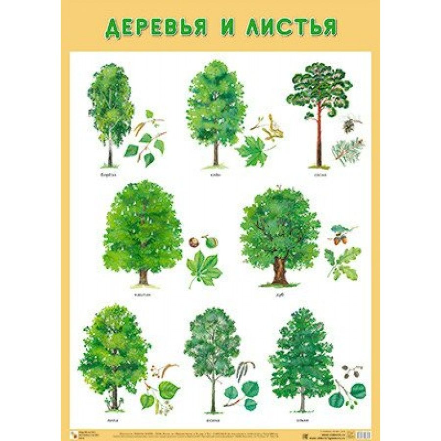 Лиственные деревья названия с картинками