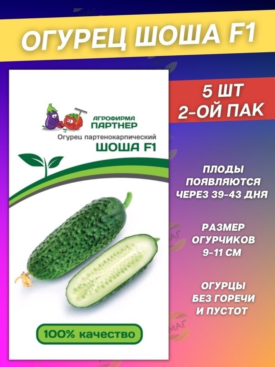 Сорт огурца шоша фото и описание