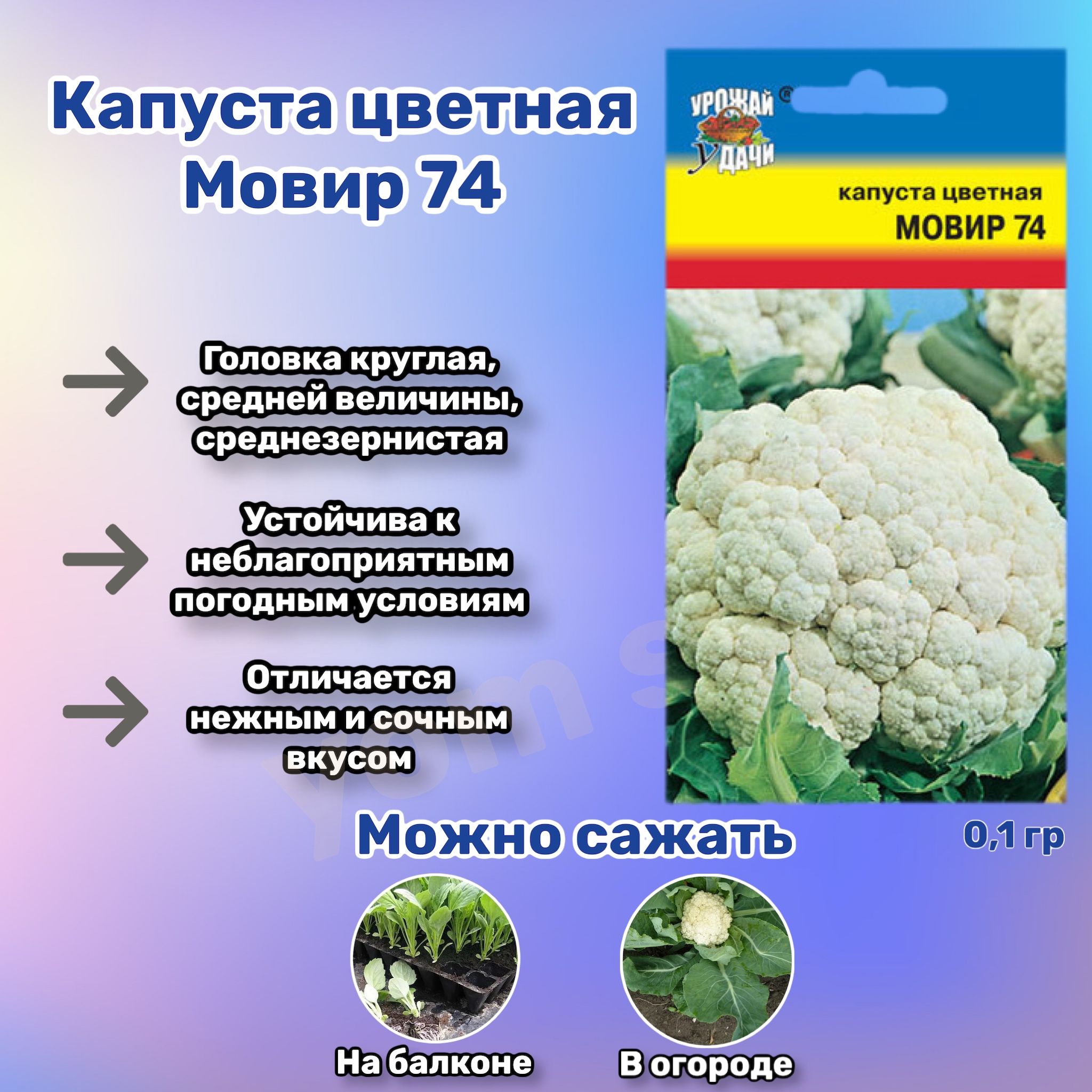 Цветная капуста мовир 74 отзывы. Капуста цветная Мовир 74. Капуста цветная Мовир 74 фото. Кайл капуста фото и описание.