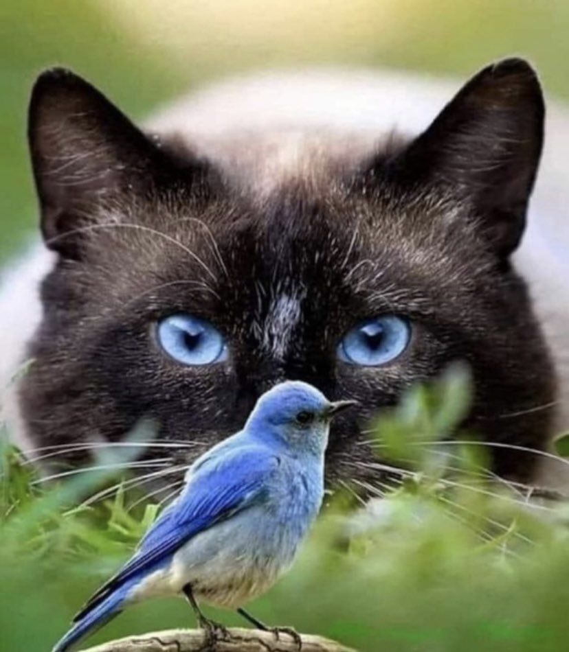 Котик и птичка