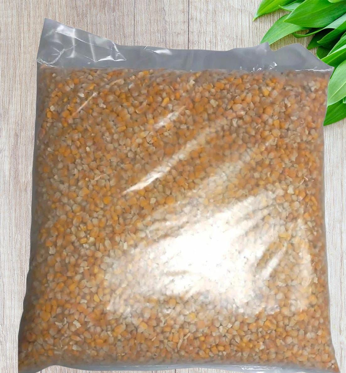 Семена Кормовой Кукурузы Купить