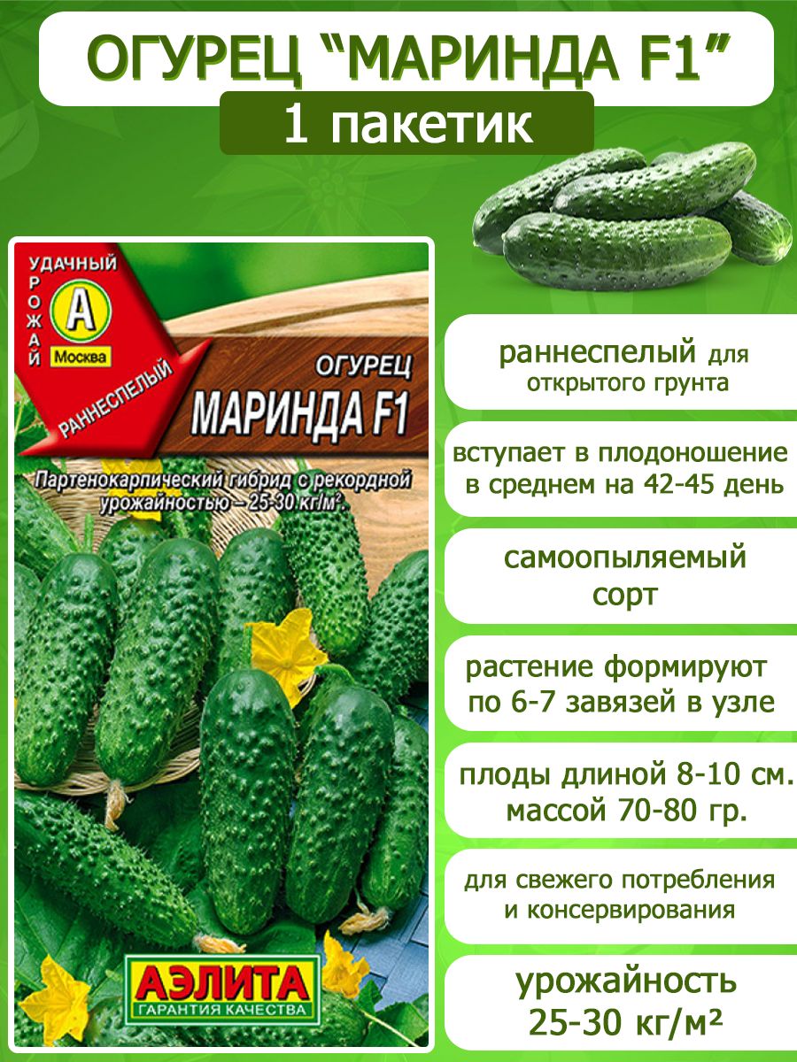 Сорт Огурцов Маринда Фото