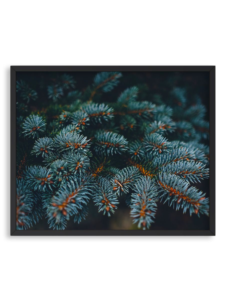 постер сосна