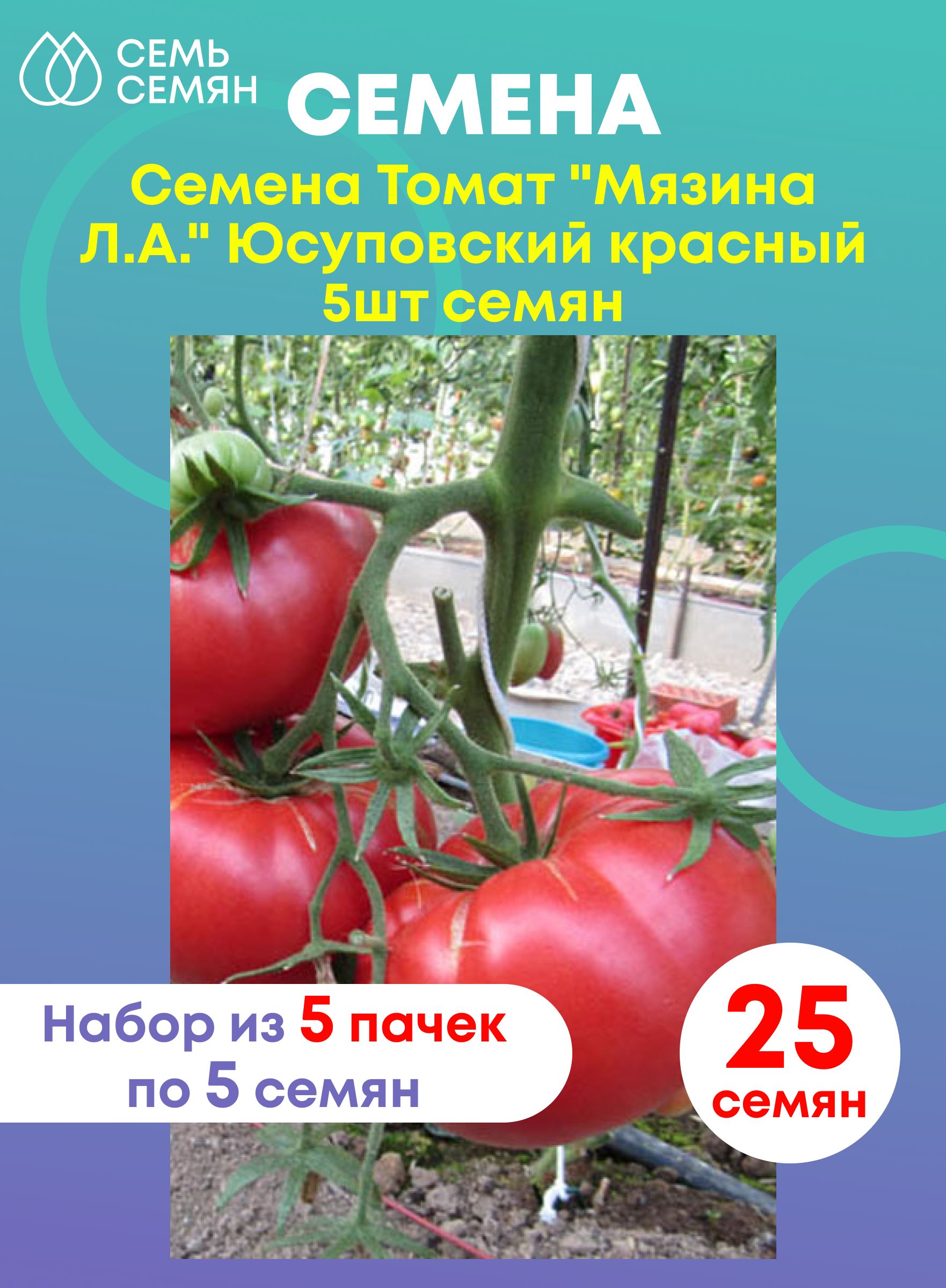 Семена помидоров юсуповские. Томат юсуповский красный. Томат ташкентский юсуповский. Томат юсуповский. Юсуповские помидоры семена.