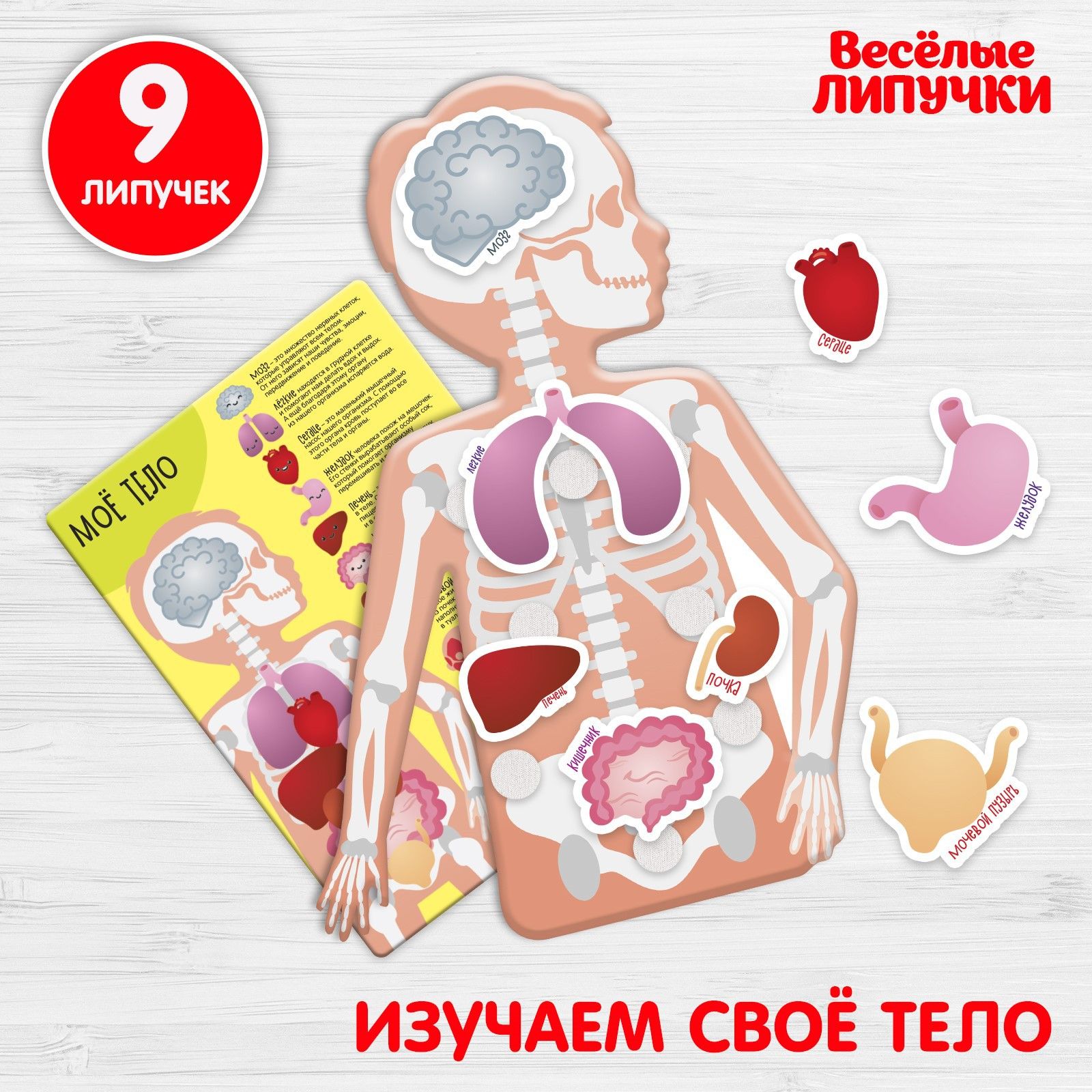 Ведь ты моя липучка. Игра на липучках тело человека для детей. Игра на липучках мое тело. Игрушка организм человека. Моё тело.